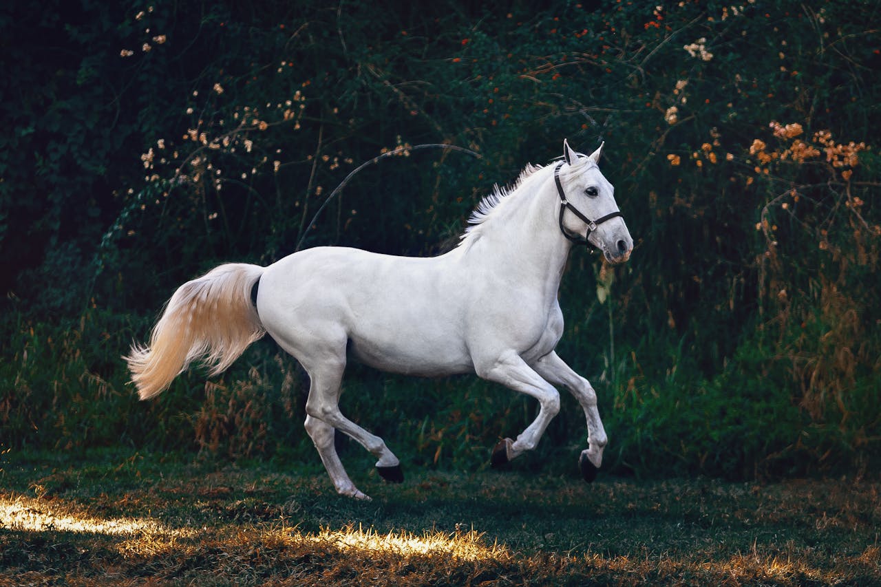 סוס דוהר - Photo by Helena Lopes httpswww.pexels.comphotowhite-horse-on-green-grass-1996333